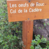 Oeufs de Bouc Mont  col de la Cadière 2 avril 2023